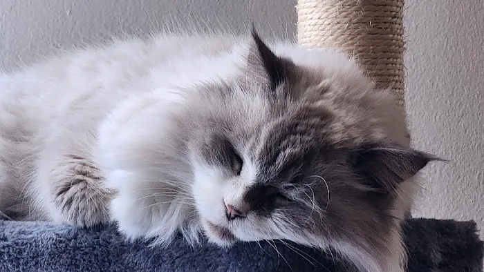 Trailridge Pet Hospital LLC Picture 2