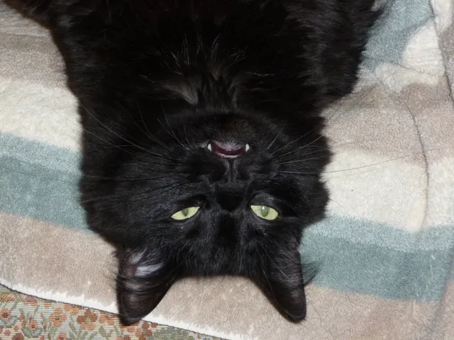 Trailridge Pet Hospital LLC Picture 6