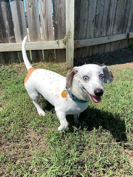 Trailridge Pet Hospital LLC Picture 4