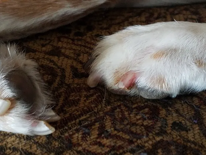 Johnson County Animal Clinic Picture 1