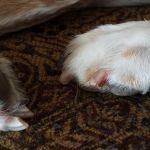 Johnson County Animal Clinic