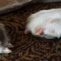 Johnson County Animal Clinic ico