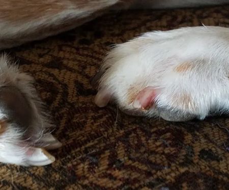 Johnson County Animal Clinic