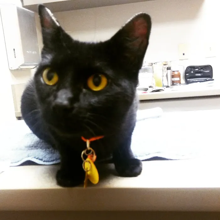 Johnson County Animal Clinic Picture 7