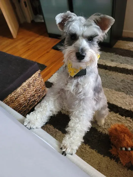 Keil Veterinary Ophthalmology Picture 4