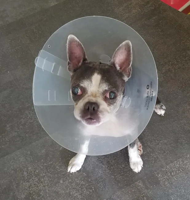 Keil Veterinary Ophthalmology Picture 1