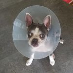 Keil Veterinary Ophthalmology