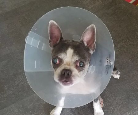 Keil Veterinary Ophthalmology