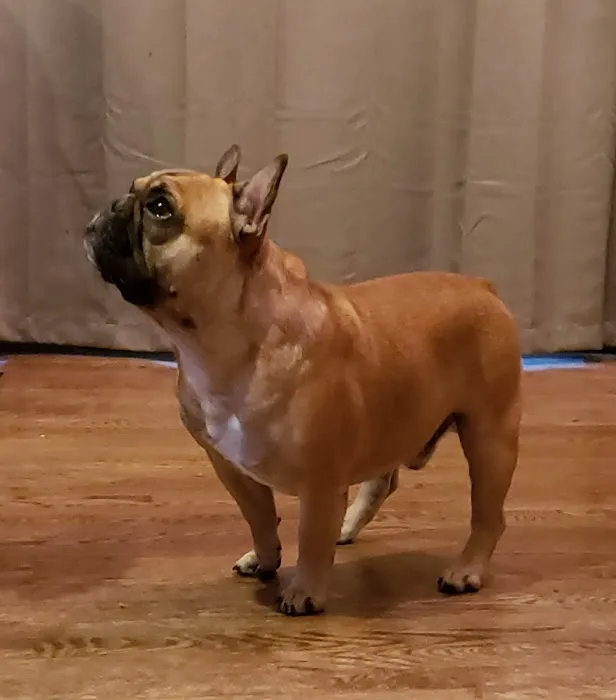 Keil Veterinary Ophthalmology Picture 2