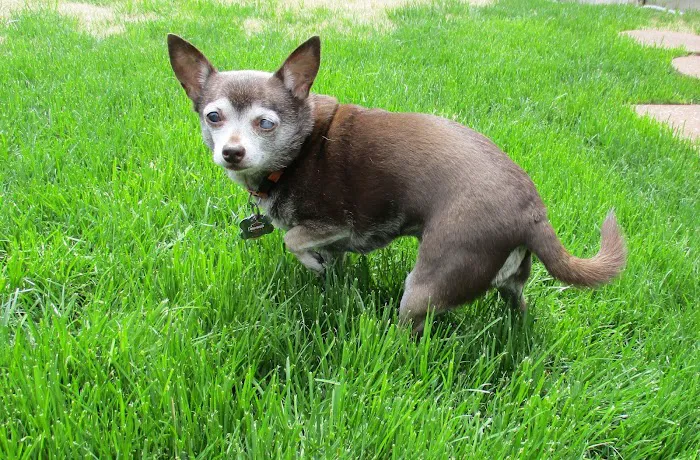 Keil Veterinary Ophthalmology Picture 7