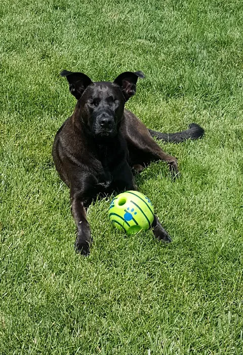 Keil Veterinary Ophthalmology Picture 9