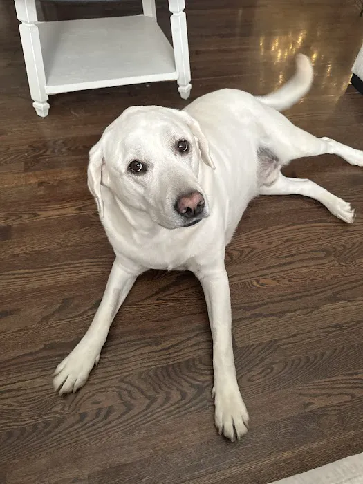 Keil Veterinary Ophthalmology Picture 8