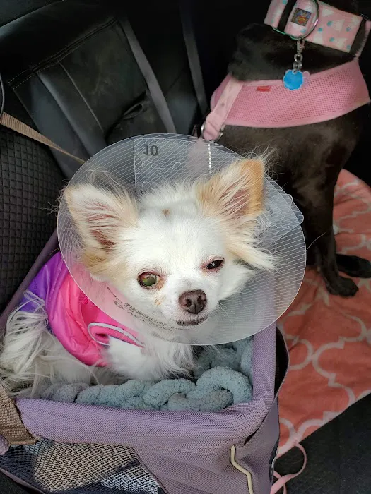 Keil Veterinary Ophthalmology Picture 10