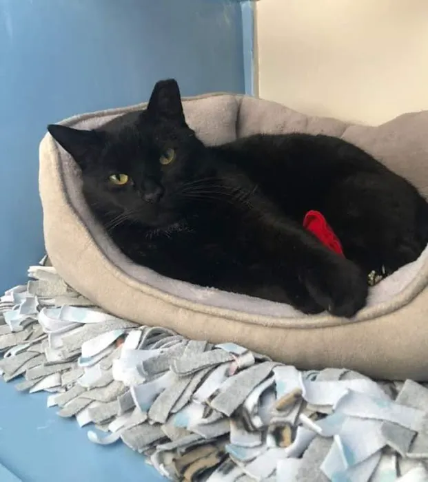 Cat Clinic of Johnson County Picture 4