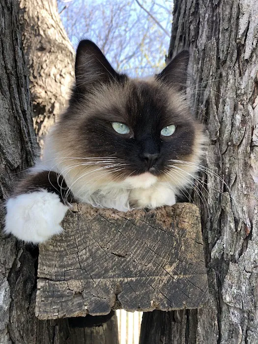 Cat Clinic of Johnson County Picture 2