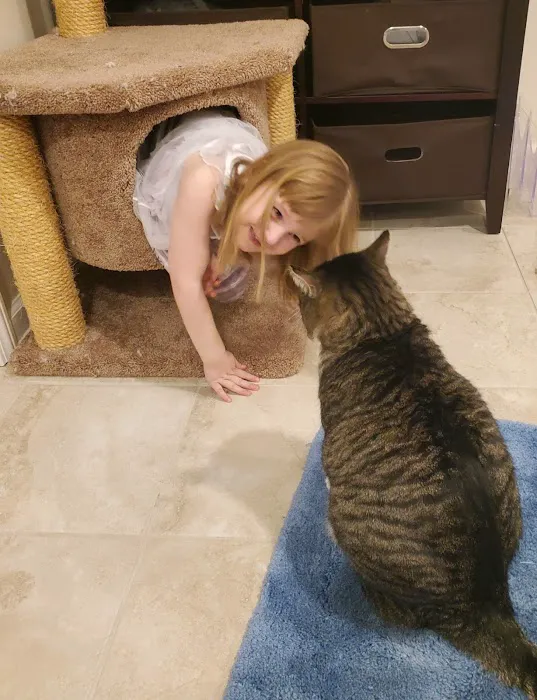 Cat Clinic of Johnson County Picture 5