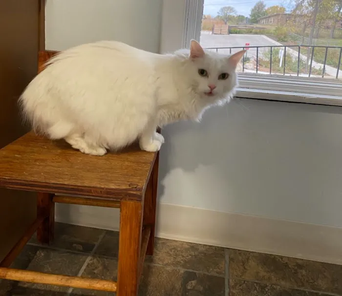 Cat Clinic of Johnson County Picture 1