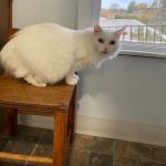 Cat Clinic of Johnson County