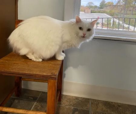 Cat Clinic of Johnson County