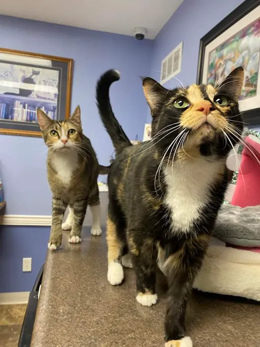 Cat Clinic of Johnson County Picture 8