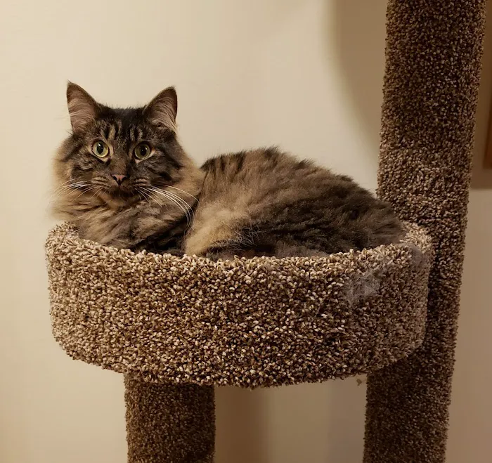 Cat Clinic of Johnson County Picture 7