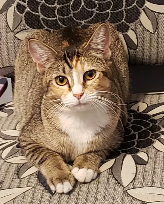 Cat Clinic of Johnson County Picture 6