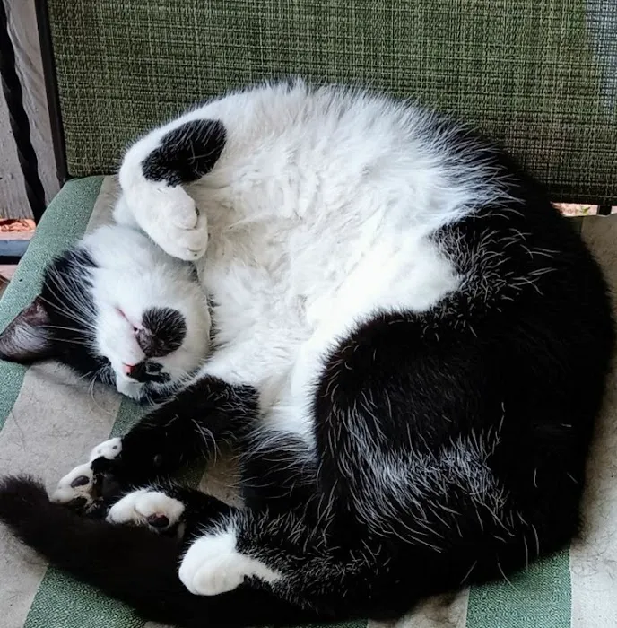 Cat Clinic of Johnson County Picture 9