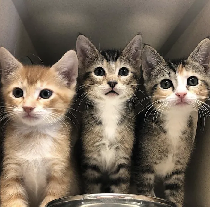 Cat Clinic of Johnson County Picture 10