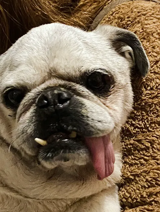 Mariposa Veterinary Wellness Center Picture 2