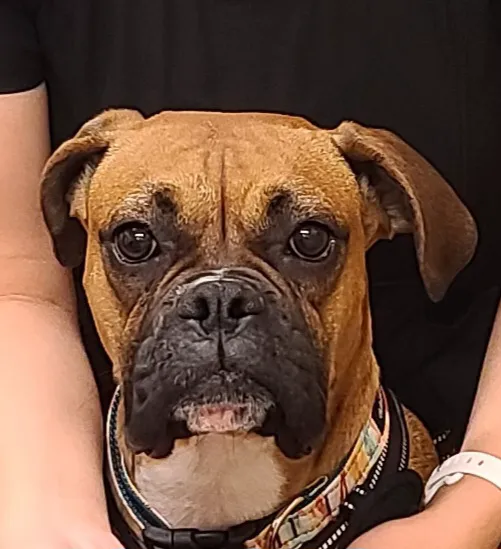 Mariposa Veterinary Wellness Center Picture 6