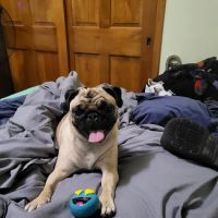 Indian Creek Veterinary Hospital ico