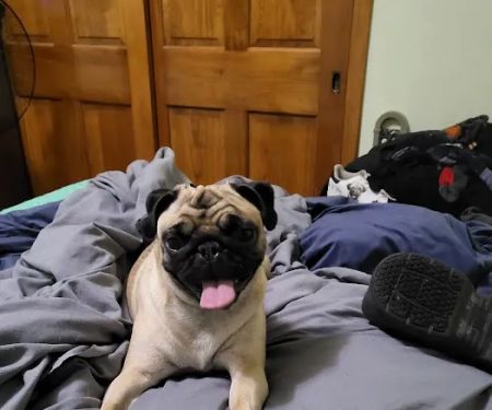 Indian Creek Veterinary Hospital