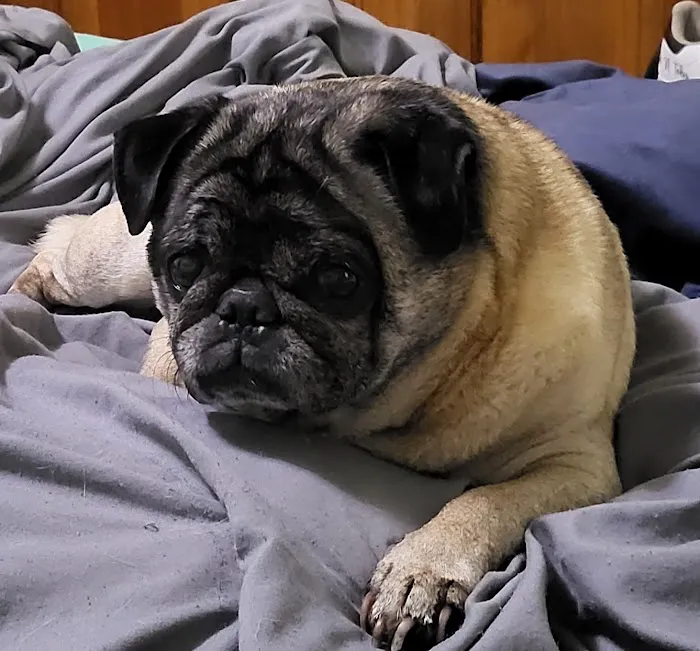 Indian Creek Veterinary Hospital Picture 3