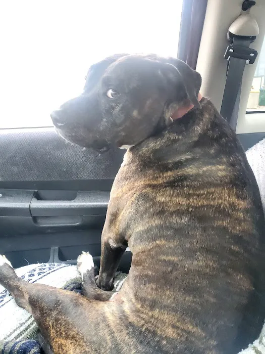 North Valley Animal Hospital Picture 1