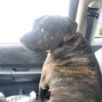 North Valley Animal Hospital ico