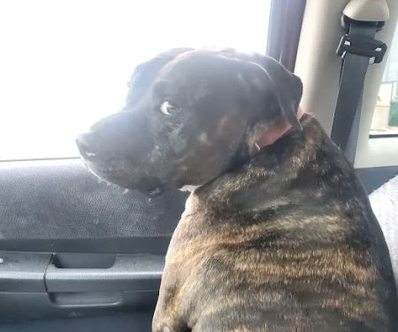 North Valley Animal Hospital