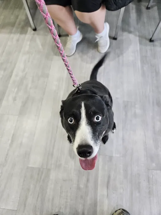 Animal Clinic of North Topeka Picture 1