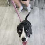 Animal Clinic of North Topeka