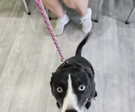 Animal Clinic of North Topeka