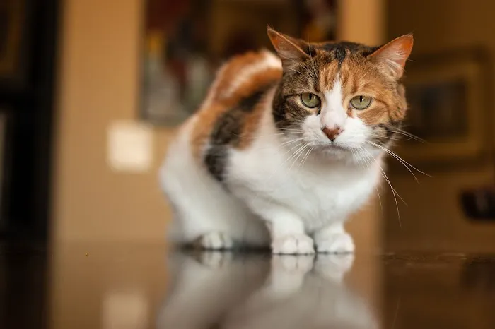 Animal Clinic of North Topeka Picture 4