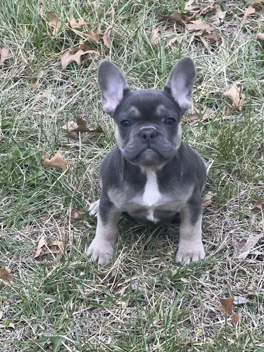 Animal Clinic of North Topeka Picture 5