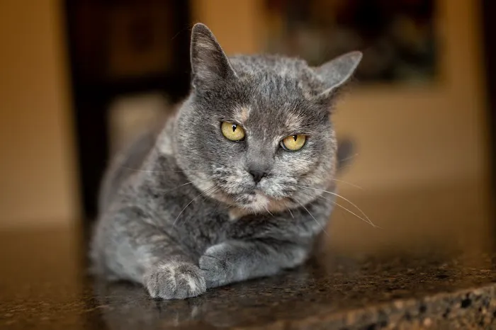 Animal Clinic of North Topeka Picture 9