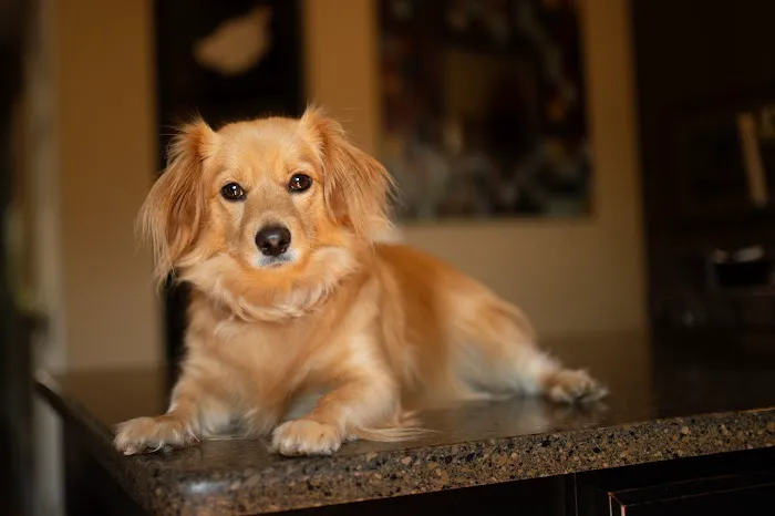 Animal Clinic of North Topeka: Stancliffe Bryan DVM Picture 2