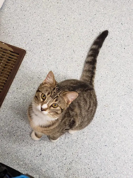 Kester Animal Clinic Picture 2