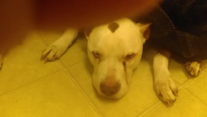 Kester Animal Clinic Picture 1