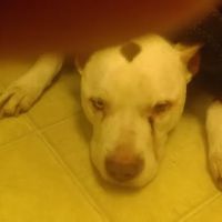 Kester Animal Clinic ico