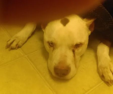 Kester Animal Clinic