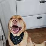 Mountain Veterinary Clinic LLC