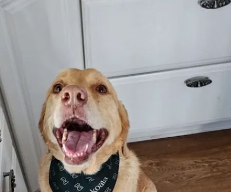 Mountain Veterinary Clinic LLC