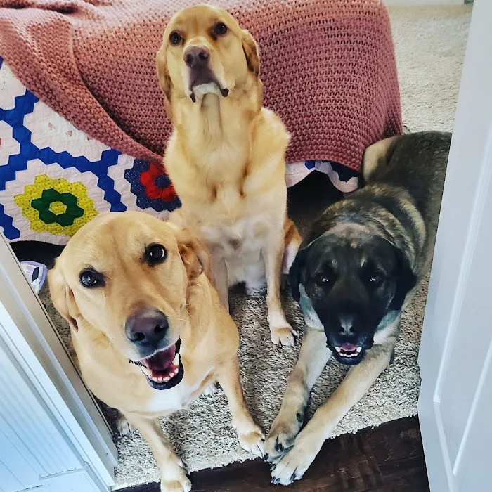 Mountain Veterinary Clinic LLC Picture 2